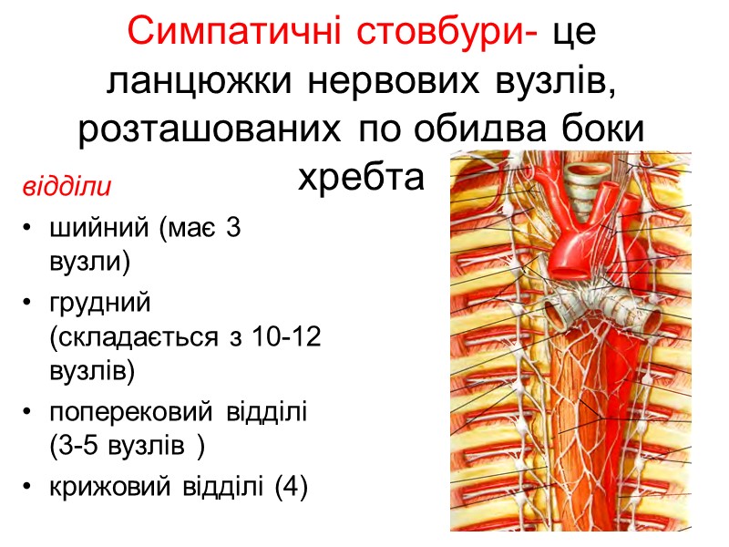 Симпатичні стовбури- це ланцюжки нервових вузлів, розташованих по обидва боки хребта  відділи шийний